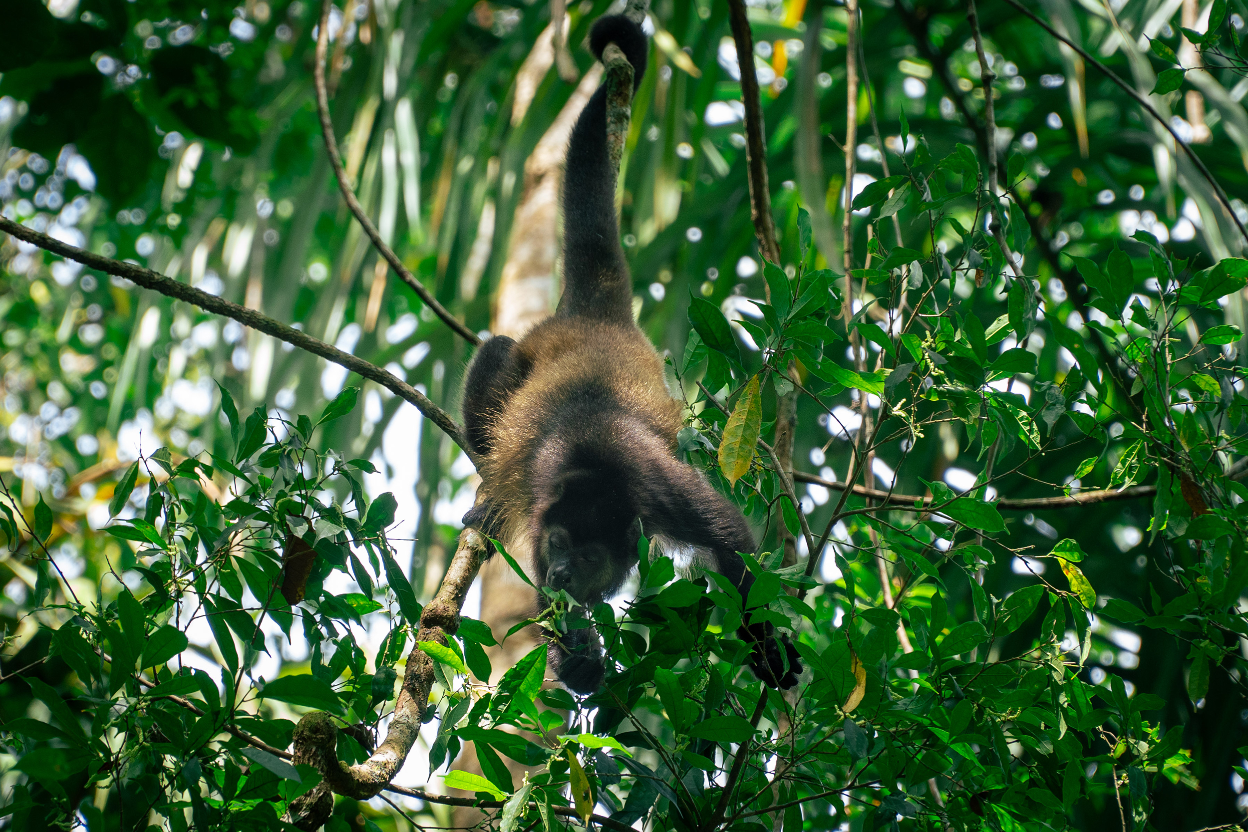 Manuel Antonio National Park beach